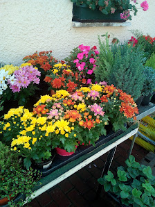 Blumenladen Wicht