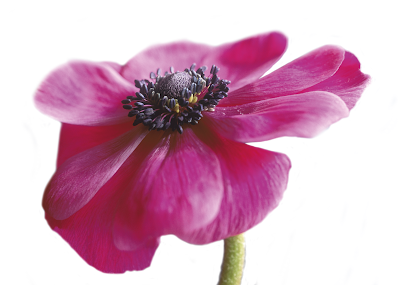 Blumen Edelweiß Baumschule Oberdorla