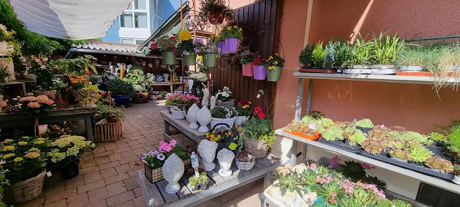 Blumen Keil Blumen-lastminute UG
