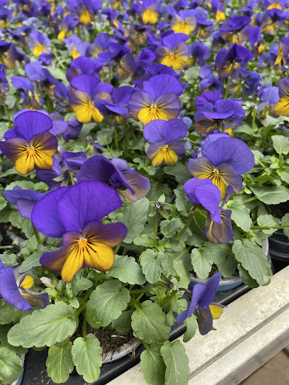 Blumenladen Schüler