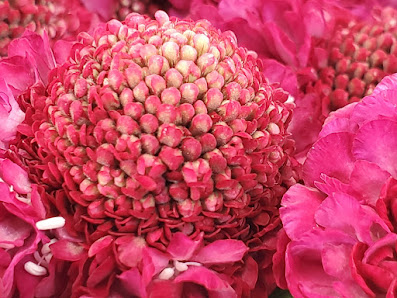 Naturart Blumen