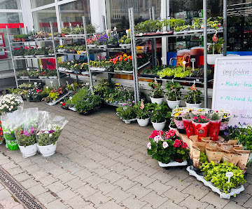 ThüFlor Blumengroß -und Einzelhandel GmbH -Filiale Forstberg