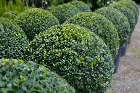 Zöller Gartengestaltung und Pflanzen