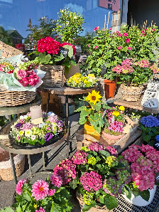 Nobis Blumen