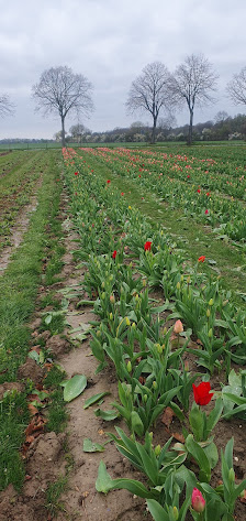 Blumen Wirtz