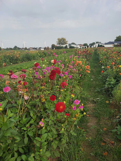 Blumen Wirtz