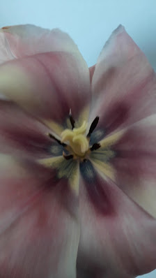 Blumen und Pflanzen P&T