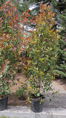 GLES Garten- und Landschaftsbau