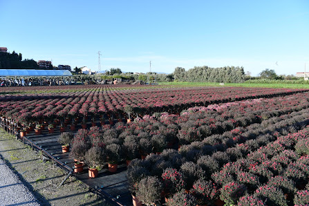 Toscana - Flor Hiep