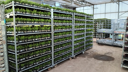 Ludger Cattelaens Gartenbau KG