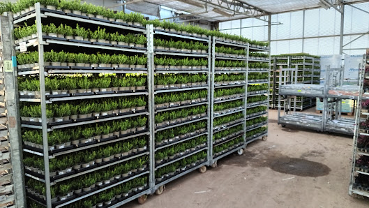 Ludger Cattelaens Gartenbau KG