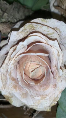 Blumen Fliegenpilz Hünxe-Bruckhausen