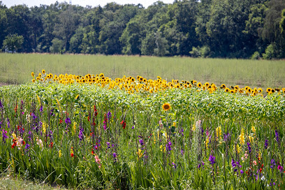 Beckmanns Blumen