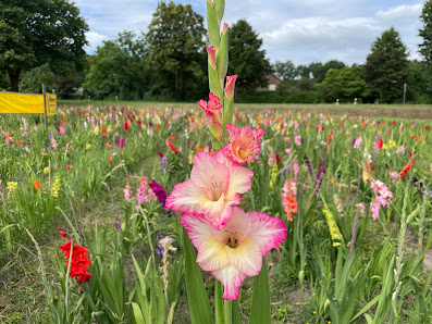 Blumen Selbstpflückfeld