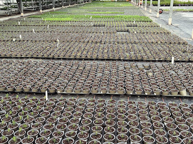 florapartner.de Kräuter & Gemüsepflanzen