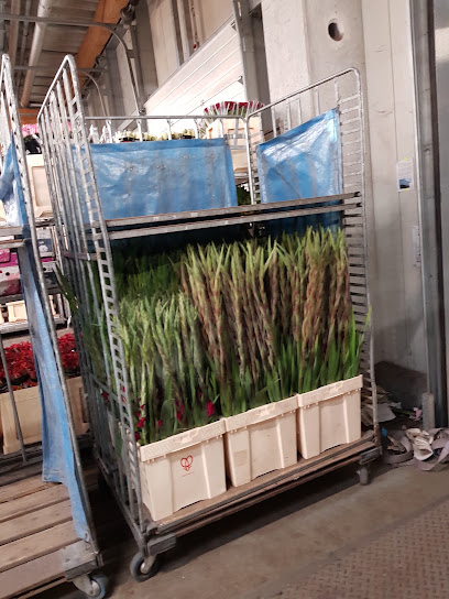 Van Setten, Blumen Im-Export GmbH