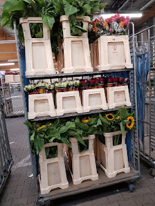 Van Setten, Blumen Im-Export GmbH