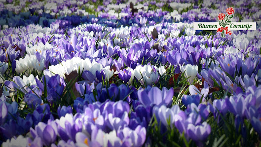 Blumen Cornielje Niederlassung