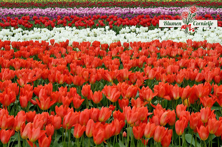 Blumen Cornielje Niederlassung