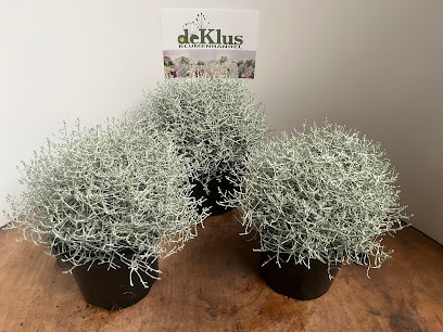 Blumenhandel de Klus Import und Export GmbH,,