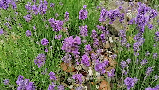 FR-Gartenbau GmbH