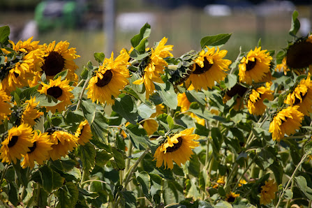 Beckmanns Blumen