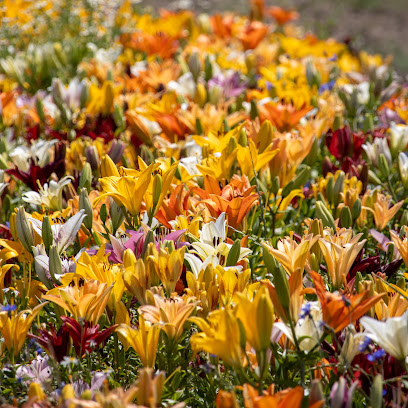 Beckmanns Blumen