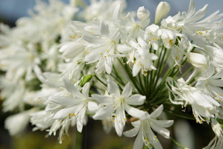 Senger Blumen und Gestaltung