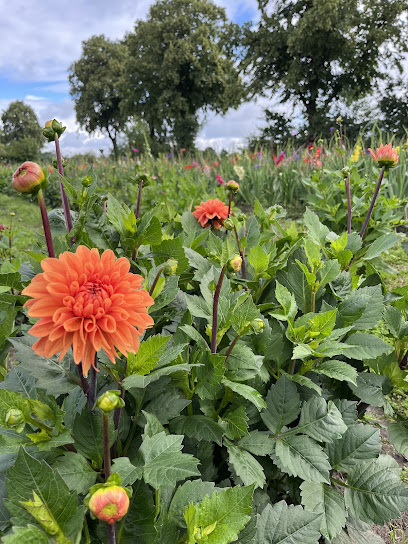 Blumen von Kathi