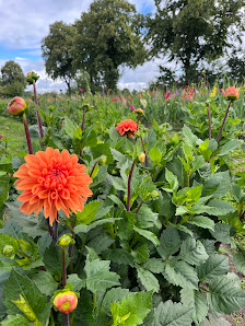 Blumen von Kathi