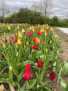 Blumen von Kathi
