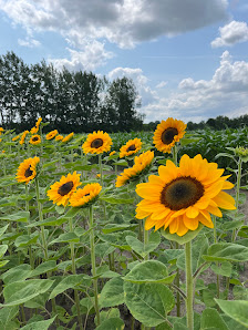 Blumen von Kathi