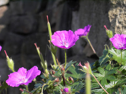 Wolter - Gartengestaltung und Baumschulen