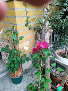 Garten-Art