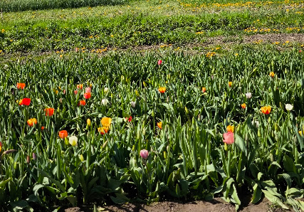 Ferdinands Blumenparadies