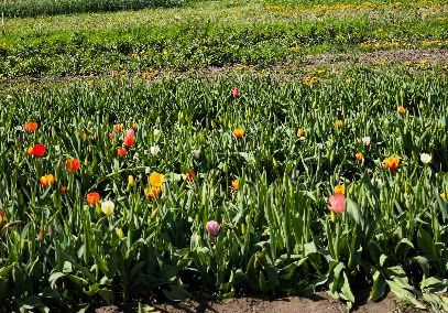 Ferdinands Blumenparadies