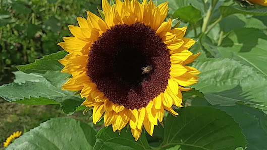 Ferdinands Blumenparadies