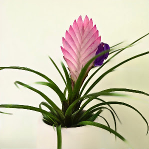 FlorArtist Blumenladen