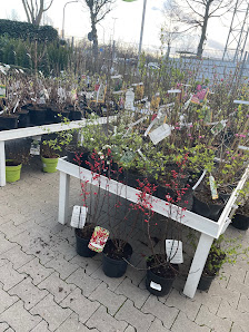 Blumen Risse Blumenmarkt Ludwigshafen