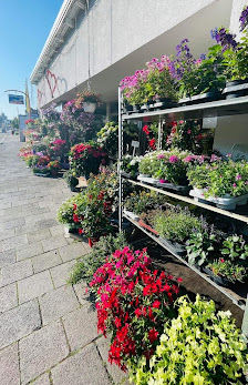 Blumen Frosch