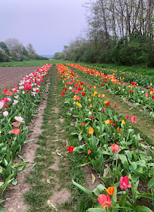 Blumen selbst schneiden
