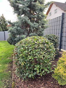 Garten Landschaftsbau Koblenz