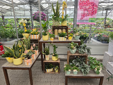 Blumen Risse Blumenmarkt Speyer