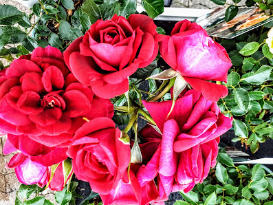 Blumen Risse Blumenmarkt Mülheim-Kärlich