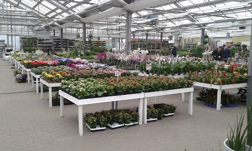 Blumen Risse Blumenmarkt Mülheim-Kärlich