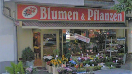 Blumen & Pflanzen