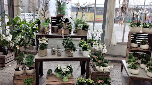 Blumen Risse Blumenmarkt Andernach