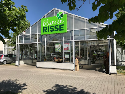 Blumen Risse Blumenmarkt Andernach