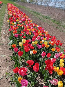 Blumen selber schneiden