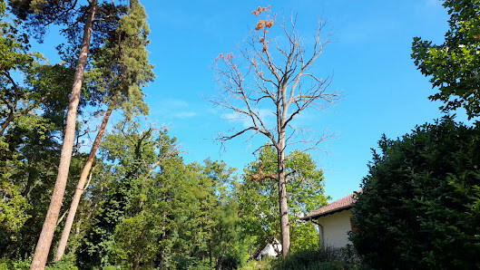 Meisterbaum.de - Baumpflege Mazur